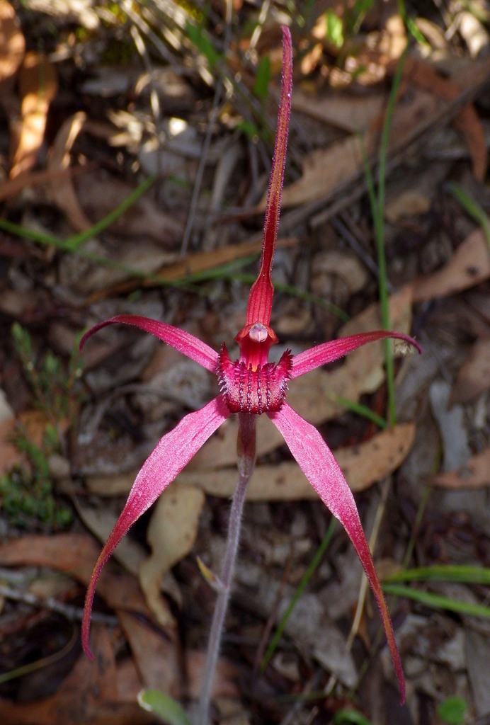 Caladenia formosa