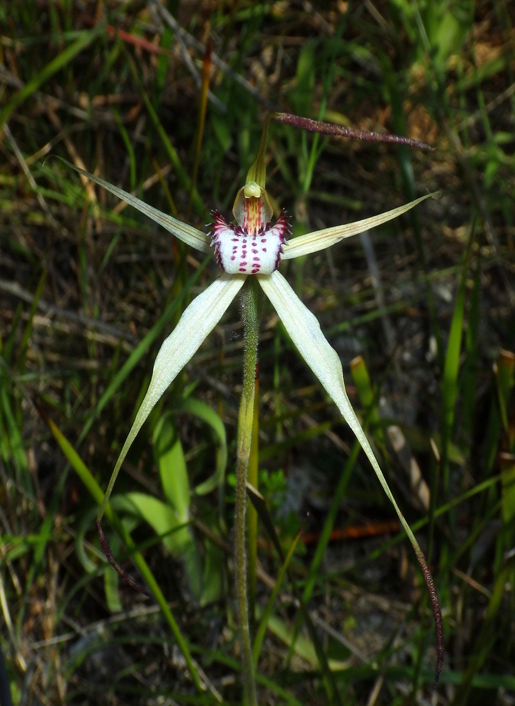 Caladenia fragrantissima