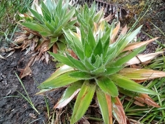 Paepalanthus costaricensis image