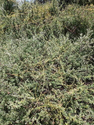 Image of Cassytha paniculata by (c) Leon Perrie, some rights reserved (CC BY)