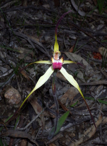 Tawny spider orchid (Caladenia fulva)