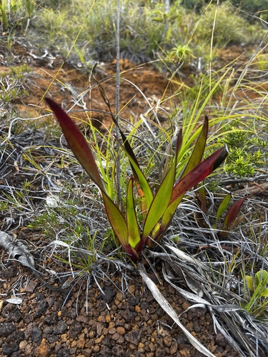 Xyris neocaledonica observed 2024-01-22