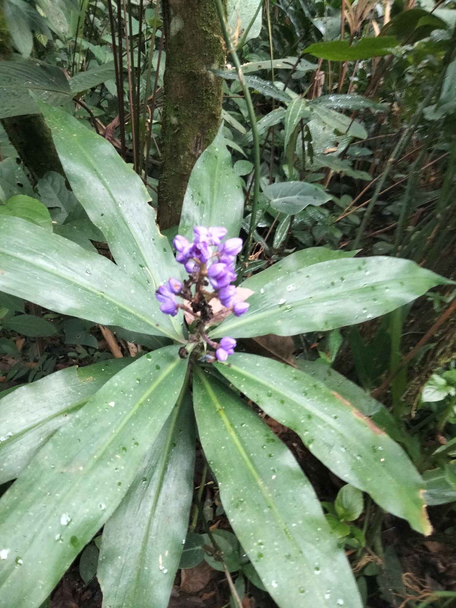 Imagem de Ginger-azul