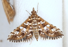 Sameodes iolealis