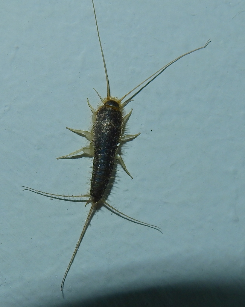 Long-tailed Silverfish from Botequim, Charneca de Caparica, Portugal on ...