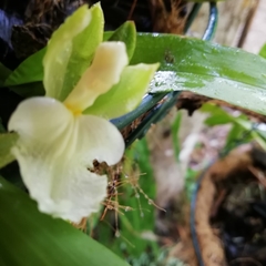 Orchidaceae