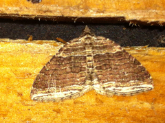 Anticlea multiferata