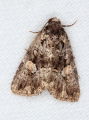 Condica macrosema