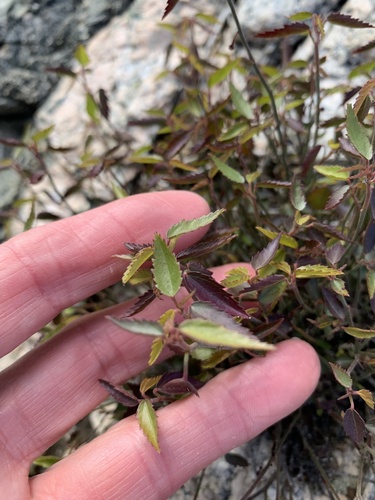 iNaturalist observation photo of California ayenia