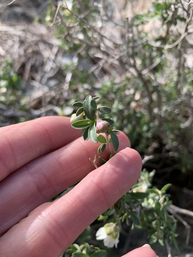 iNaturalist observation photo of Bigelow's crossosoma