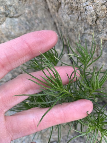 iNaturalist observation photo of Schott's Pygmycedar