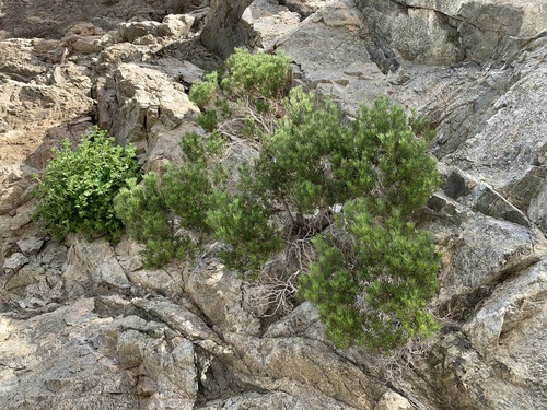 iNaturalist observation photo of Schott's Pygmycedar