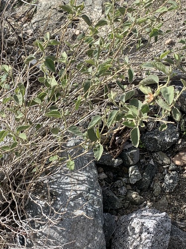 iNaturalist observation photo of Rock Hibiscus