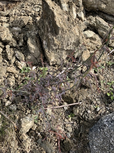 iNaturalist observation photo of Wand Holdback
