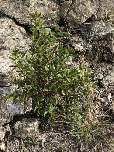 iNaturalist observation photo of Creosote Bush