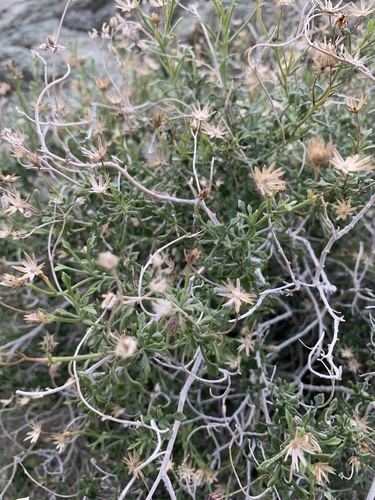 iNaturalist observation photo of Arrow-leaf