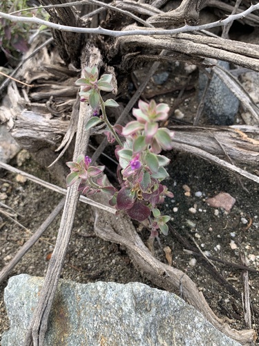 iNaturalist observation photo of Deep Canyon snapdragon