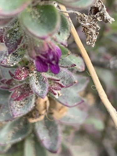 iNaturalist observation photo of Deep Canyon snapdragon