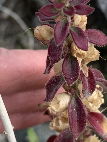 iNaturalist observation photo of Deep Canyon snapdragon