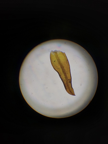 Andreaea australis observed 2023-12-08
