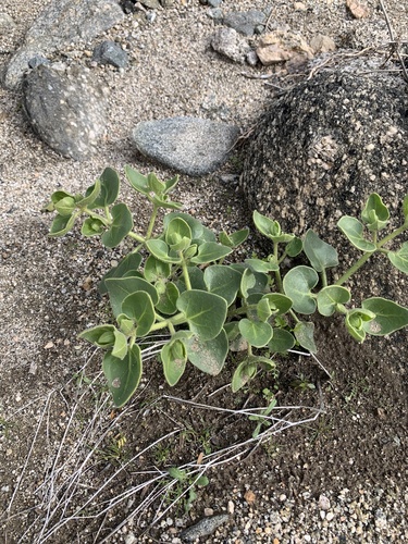 iNaturalist observation photo of Wishbone Bush