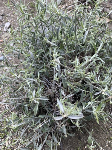 iNaturalist observation photo of Lance-leaved Ditaxis