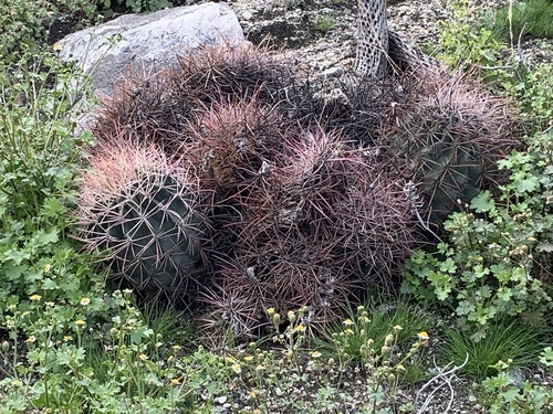 iNaturalist observation photo of California Barrel Cactus
