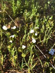 Plagiobothrys greenei