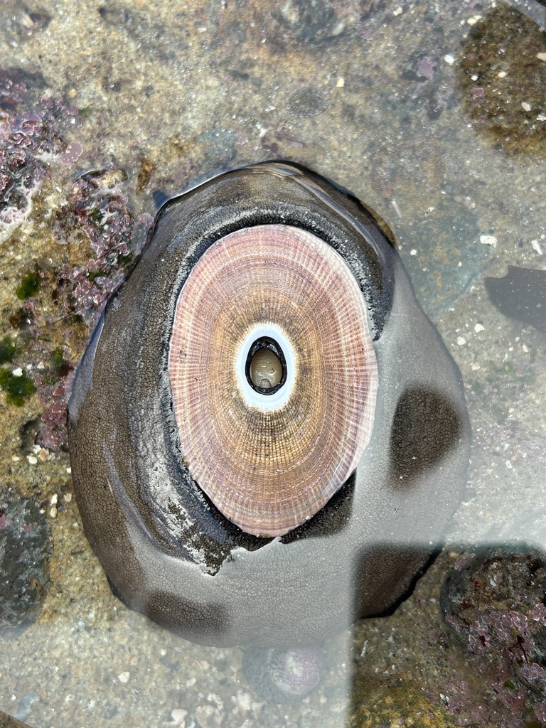 Giant Keyhole Limpet from Sea Ridge Dr, San Diego, CA, US on February 9 ...