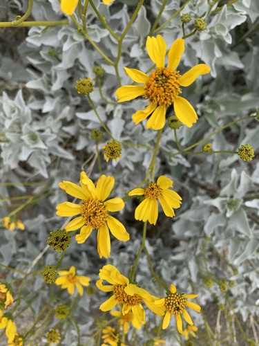 iNaturalist observation photo of Brittlebush