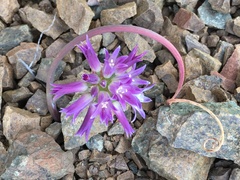 Allium sharsmithiae