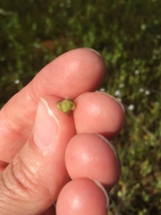 Plagiobothrys greenei