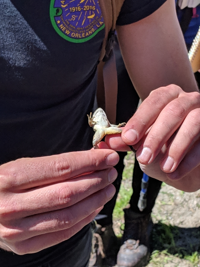 foothill-yellow-legged-frog-in-march-2019-by-jenna-inaturalist