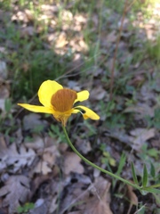 Ranunculus austro-oreganus