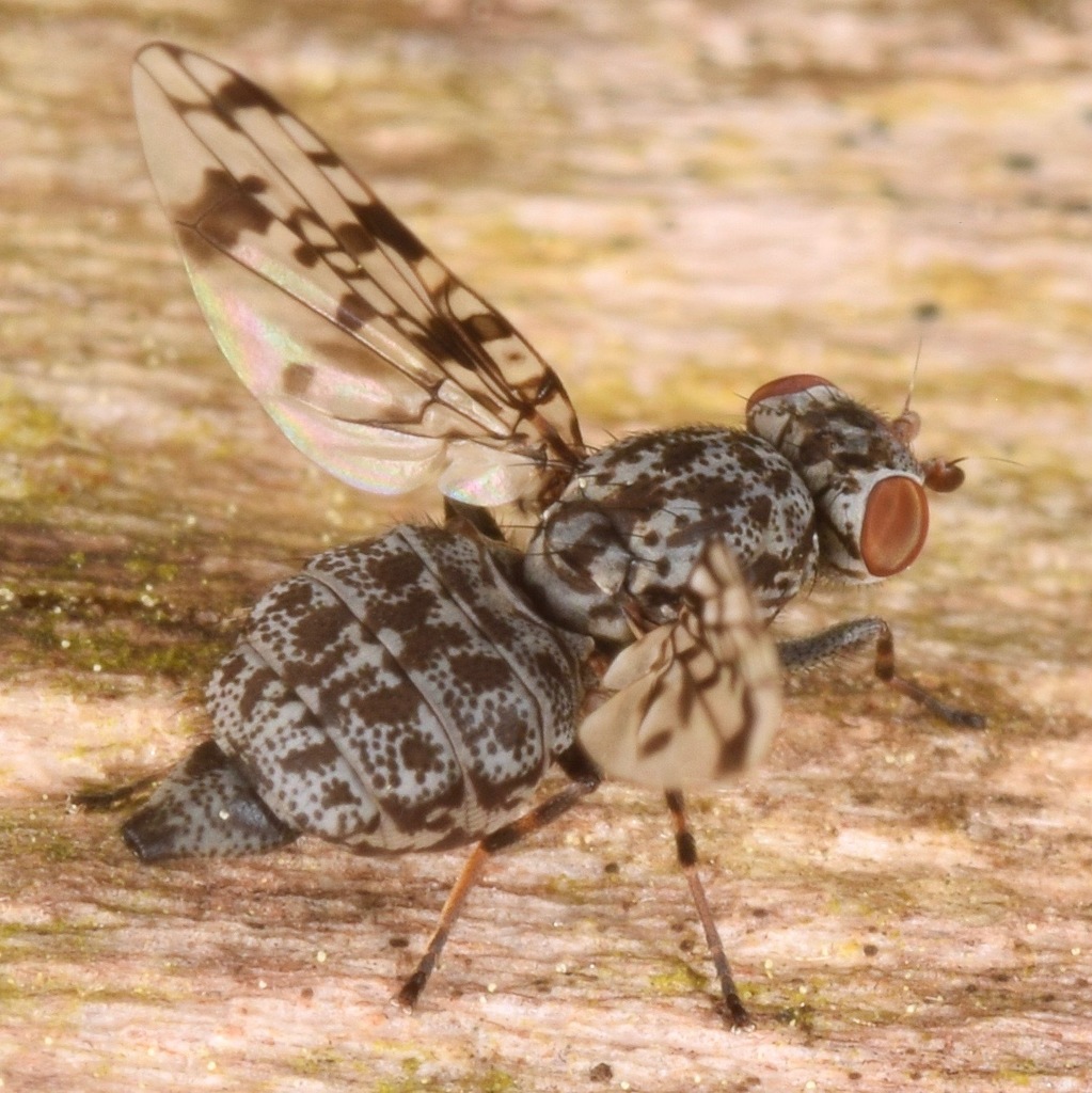 Pseudotephritis corticalis