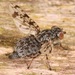 Pseudotephritis corticalis - Photo (c) skitterbug, algunos derechos reservados (CC BY), subido por skitterbug