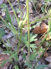 Ranunculus austro-oreganus