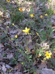 Ranunculus austro-oreganus