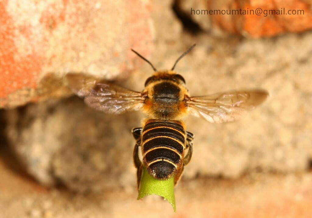 Megachile subtranquilla