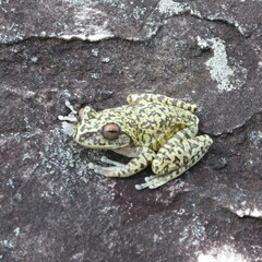Ledge Treefrog photo 2