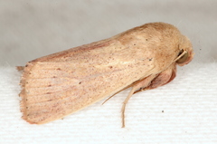 Leucania abdominalis