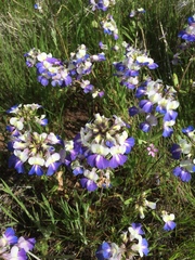 Collinsia grandiflora