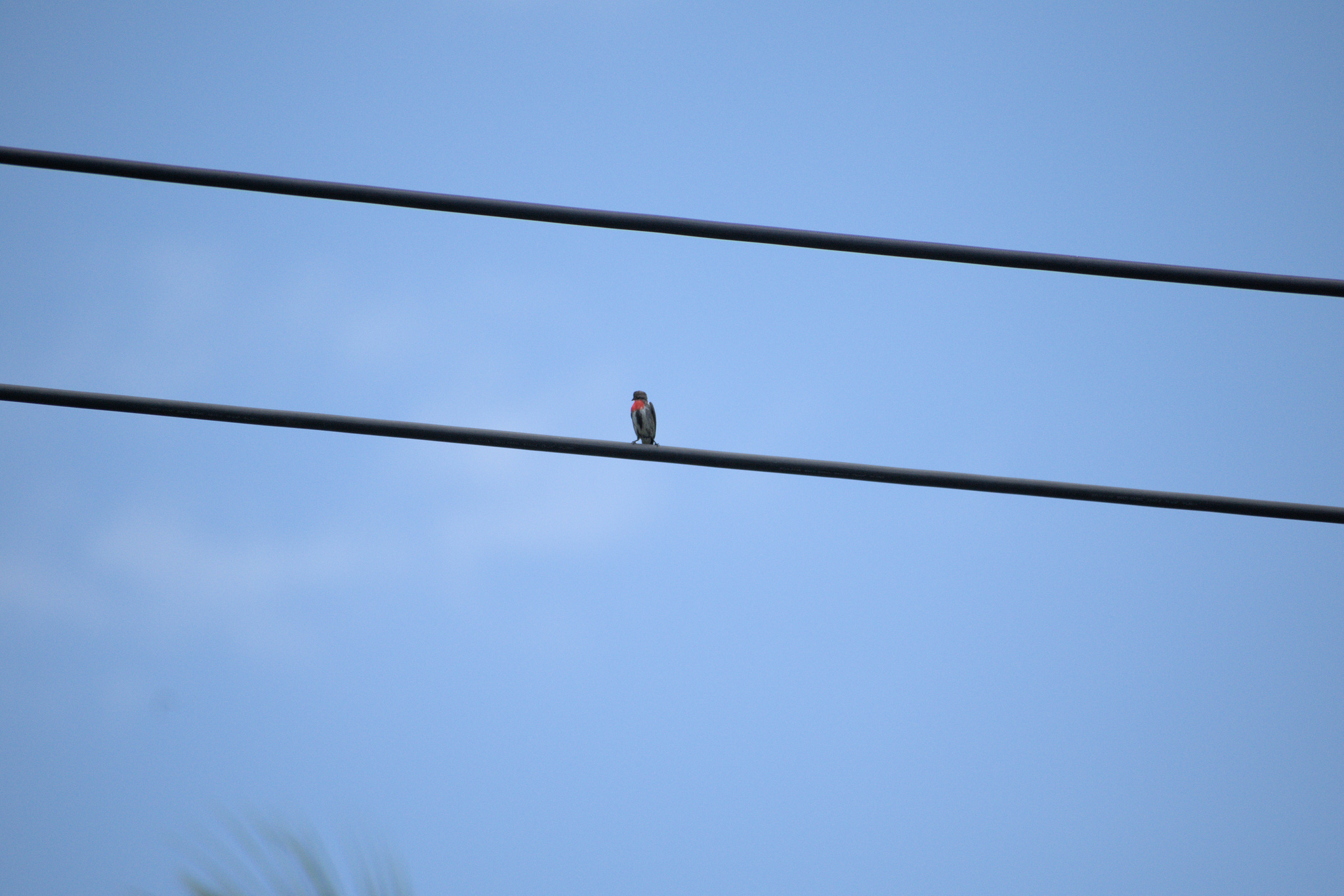 Grey-sided Flowerpecker (Dicaeum celebicum), photo 7