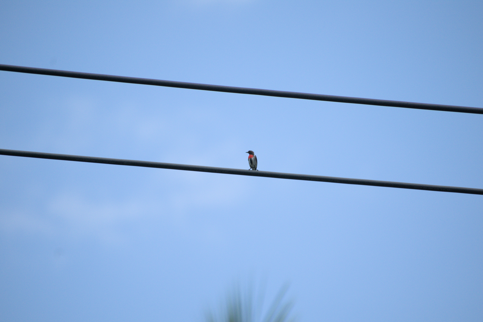 Grey-sided Flowerpecker (Dicaeum celebicum), photo 6