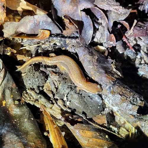 Brown-backed Salamander, Eurycea aquatica