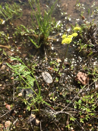 agate desertparsley (Lomatium cookii)