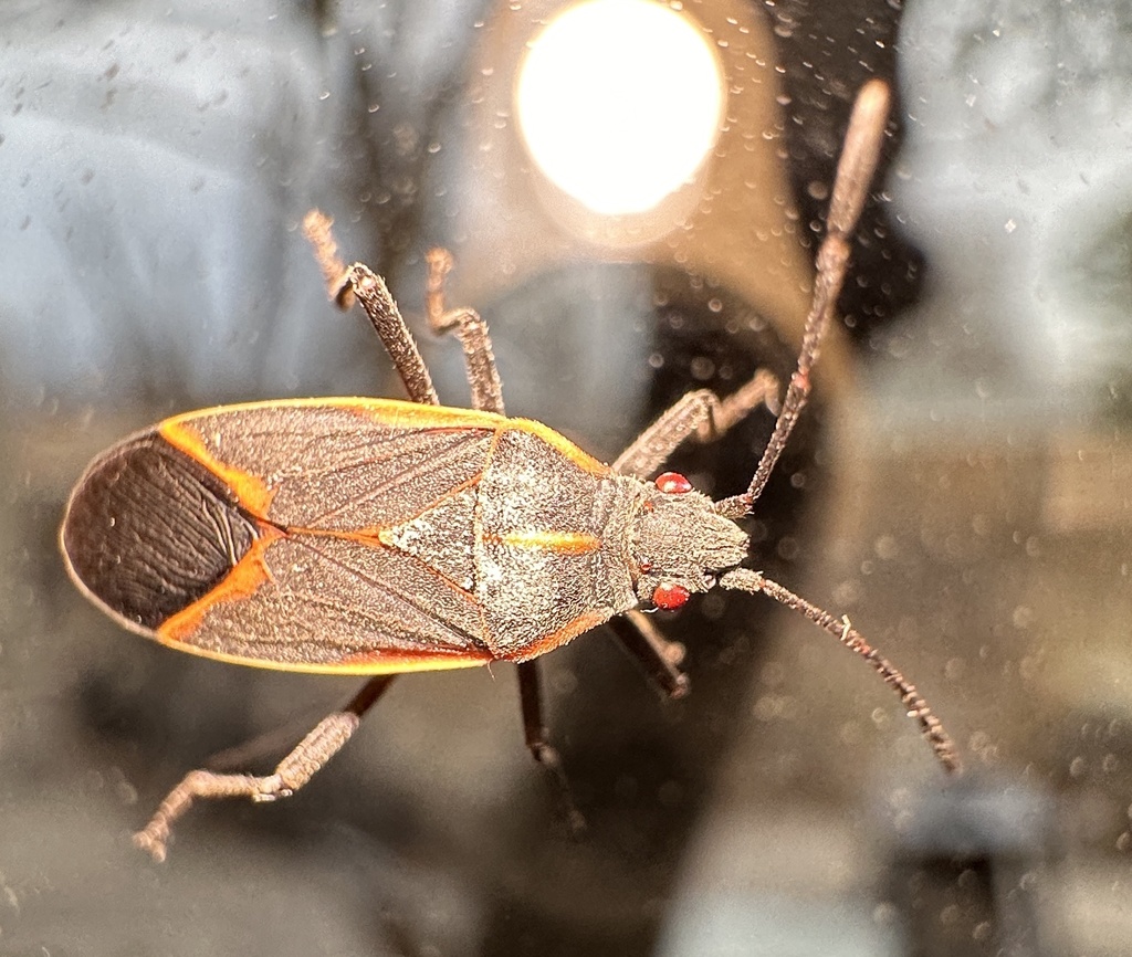 Eastern Boxelder Bug in February 2024 by CMC. In house, released to ...