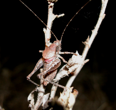 Aglaothorax diminutiva