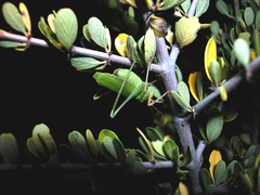 Platylyra californica