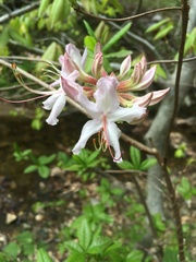 Rhododendron periclymenoides